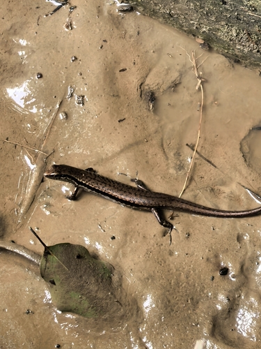 Indian Forest Skink