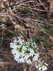 Pelonides quadrinotata