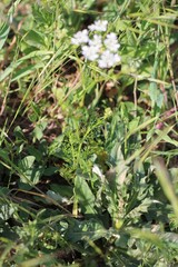 Bifora radians