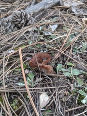 Gyromitra perlata