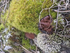 Gyromitra perlata
