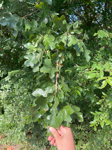 post oak
