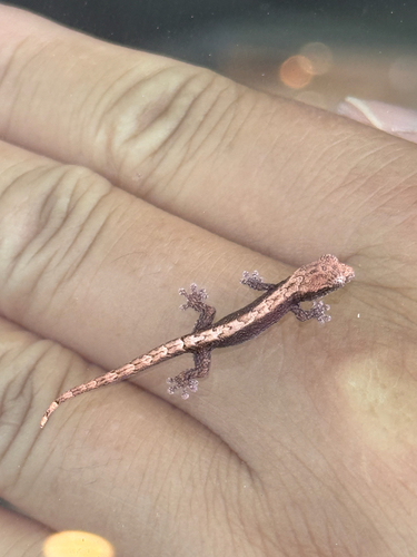 Lepidodactylus lugubris observed 2026-08-17