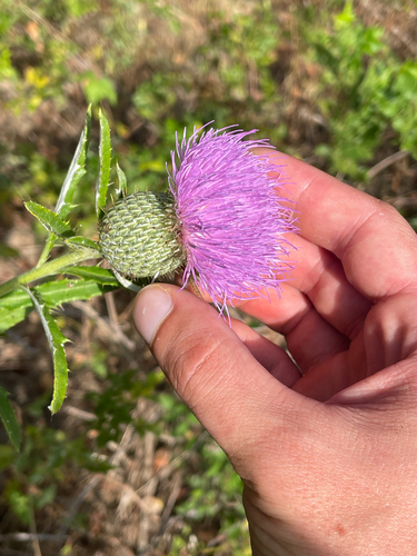 Tall Thistle