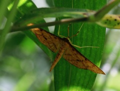 Endocrossis caldusalis