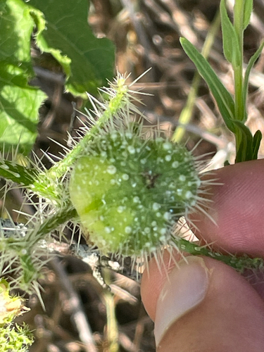 Texas Bull Nettle