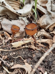 Dumontinia tuberosa
