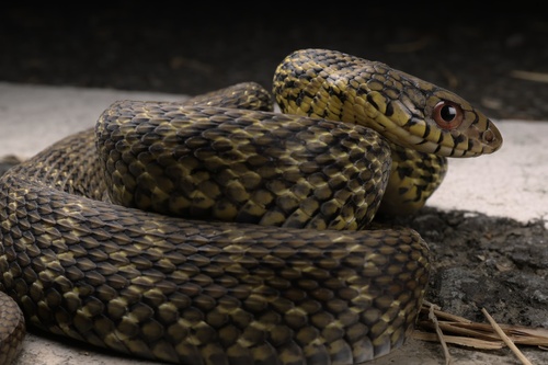 King Ratsnake