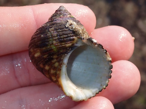 Turbo setosus observed 2026-08-16