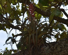 Tillandsia bourgaei