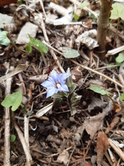 Gentiana zollingeri