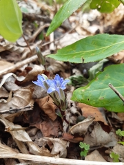 Gentiana zollingeri