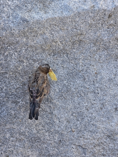 iNaturalist observation photo of Gray-crowned Rosy-Finch