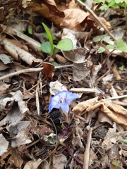 Gentiana zollingeri