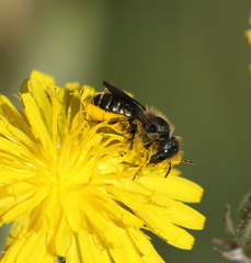 Osmia coloradensis