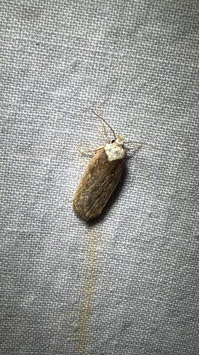 Purple Carrot-seed Moth (Depressaria depressana)