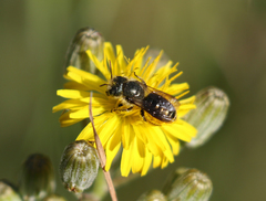 Osmia coloradensis