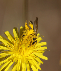 Lasioglossum titusi