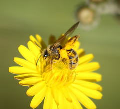 Lasioglossum titusi