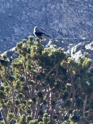 iNaturalist observation photo of Clark's Nutcracker