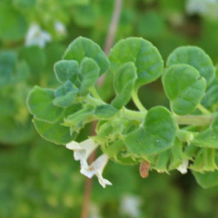 Clinopodium chandleri