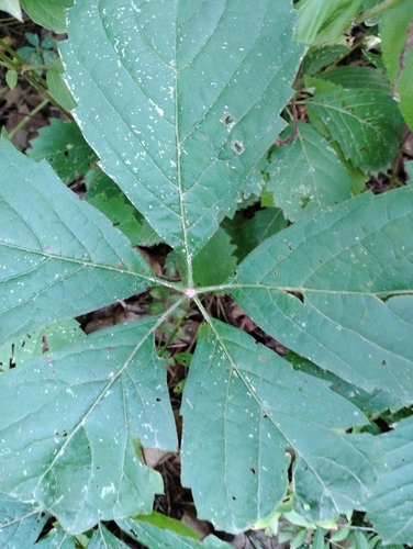 thicket creeper