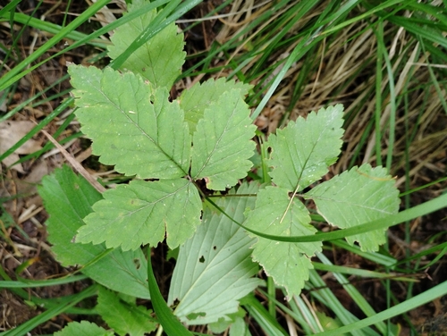 dwarf raspberry