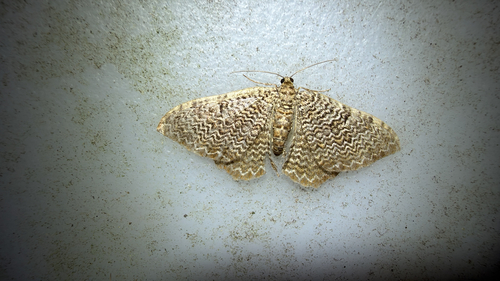 Cherry Scallop Shell Moth (Hydria prunivorata)