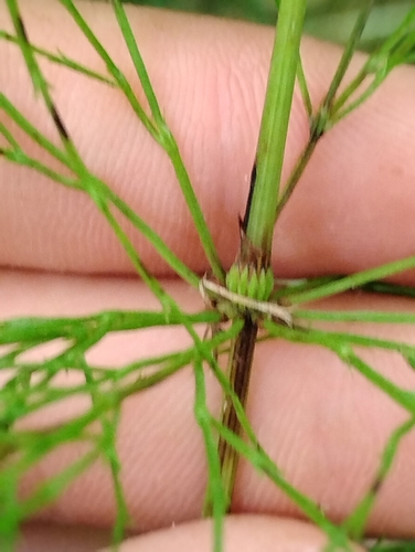 wood horsetail