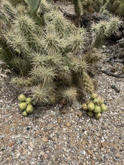 Cylindropuntia fulgida