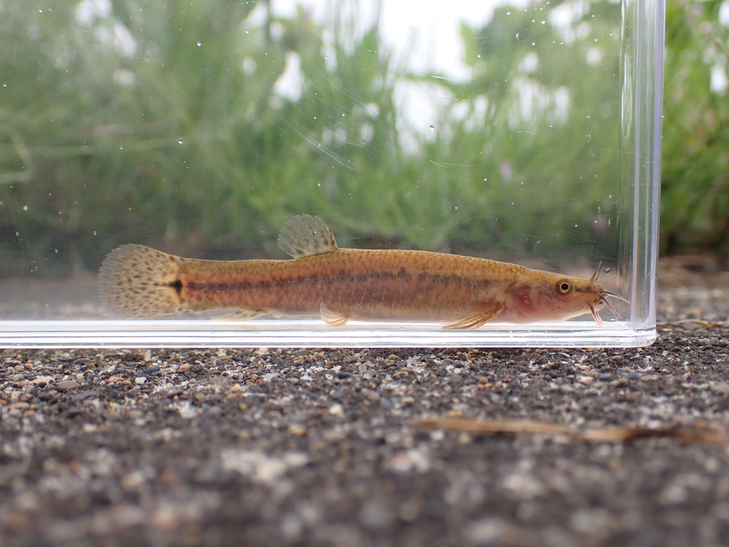 Nikko loach (Lefua nikkonis) — Nemacheilidae