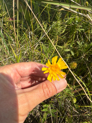Canada hawkweed