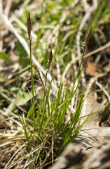 Carex pensylvanica