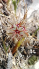 Trifolium stellatum