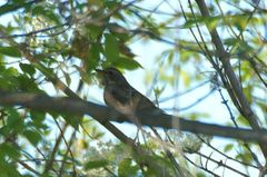 Turdus atrogularis