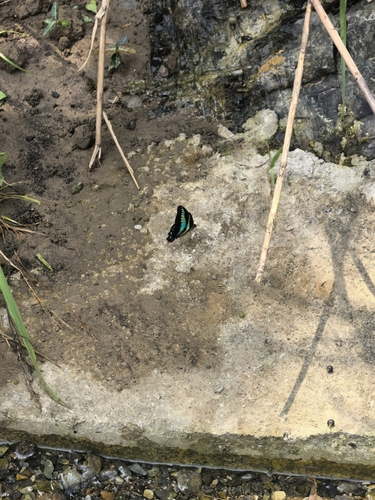 Common Bluebottle
