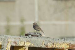Phoenicurus ochruros gibraltariensis