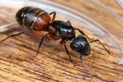 Ferruginous Carpenter Ant