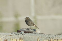 Phoenicurus ochruros gibraltariensis