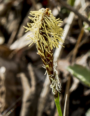 Carex pensylvanica
