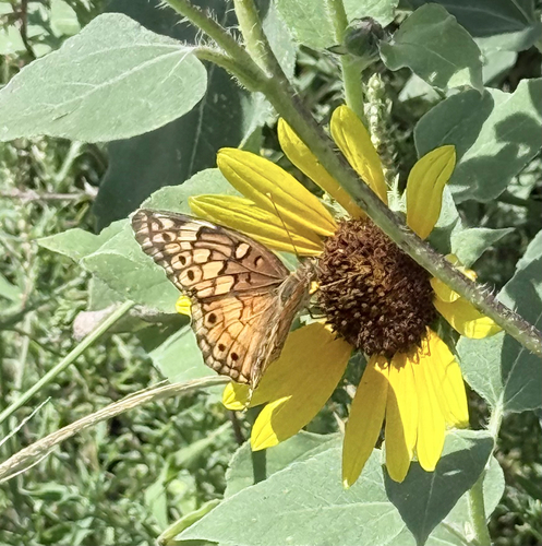 Variegated Fritillary