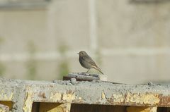 Phoenicurus ochruros gibraltariensis