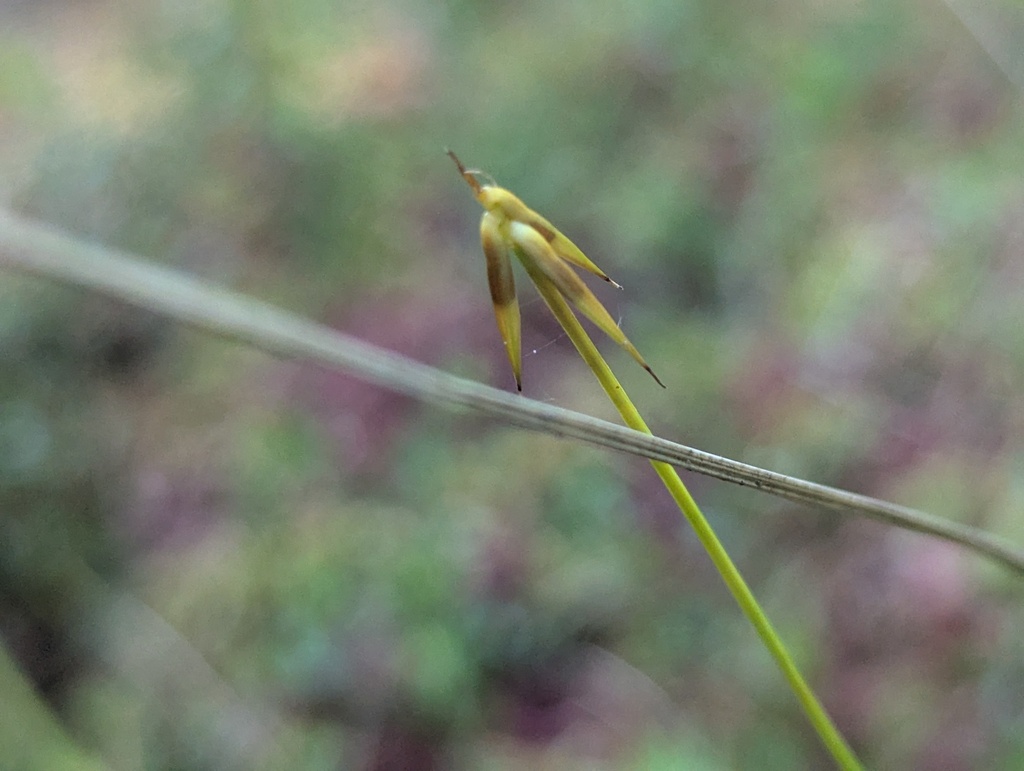 Carex pauciflora; photograph (c) Ryan Sorrells, some rights reserved (CC BY)