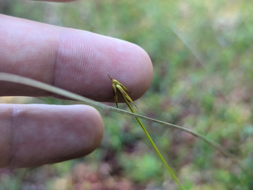 Carex pauciflora, photograph 3