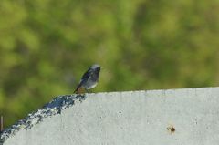 Phoenicurus ochruros gibraltariensis