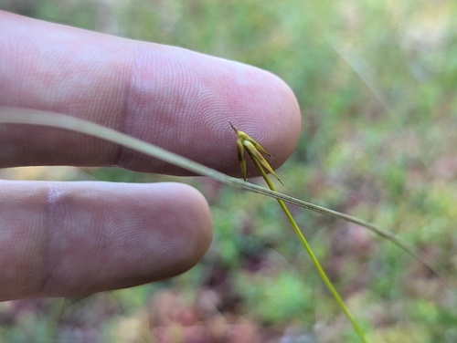 Carex pauciflora, photograph 4
