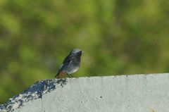 Phoenicurus ochruros gibraltariensis