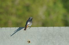 Phoenicurus ochruros gibraltariensis
