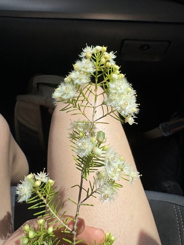 Tree Featherflower