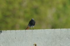 Phoenicurus ochruros gibraltariensis